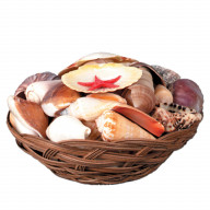 Shell Basket (Pack Of 6)