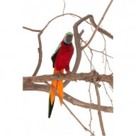 PARROTS, RED/GREEN 7''