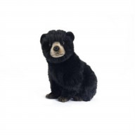 Black Bear Cub 10