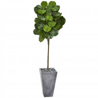 75 Fiddle Leaf Artificial Tree in Cement Planter