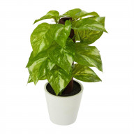 9 Pothos Artificial Plant in White Planter (Real Touch)