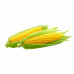 MAZE Corn Bags for MAZE Large Kitchen Caddie- 120 Bags