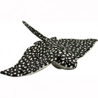 24 Spotted Eagle Ray