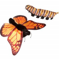 14 Monarch Butterly